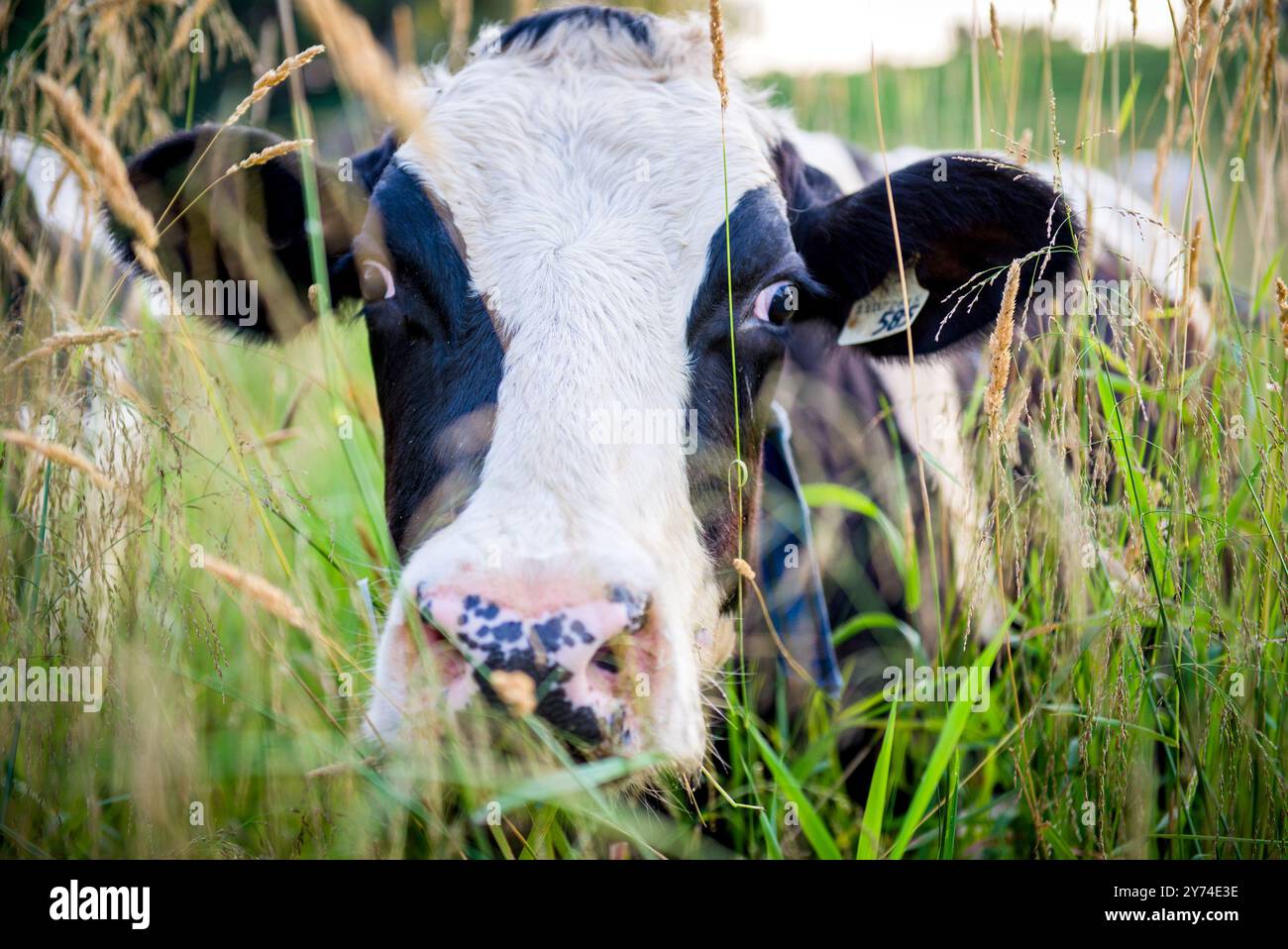 Fotografia di una mucca da latte da vicino in un alto campo erboso Foto Stock