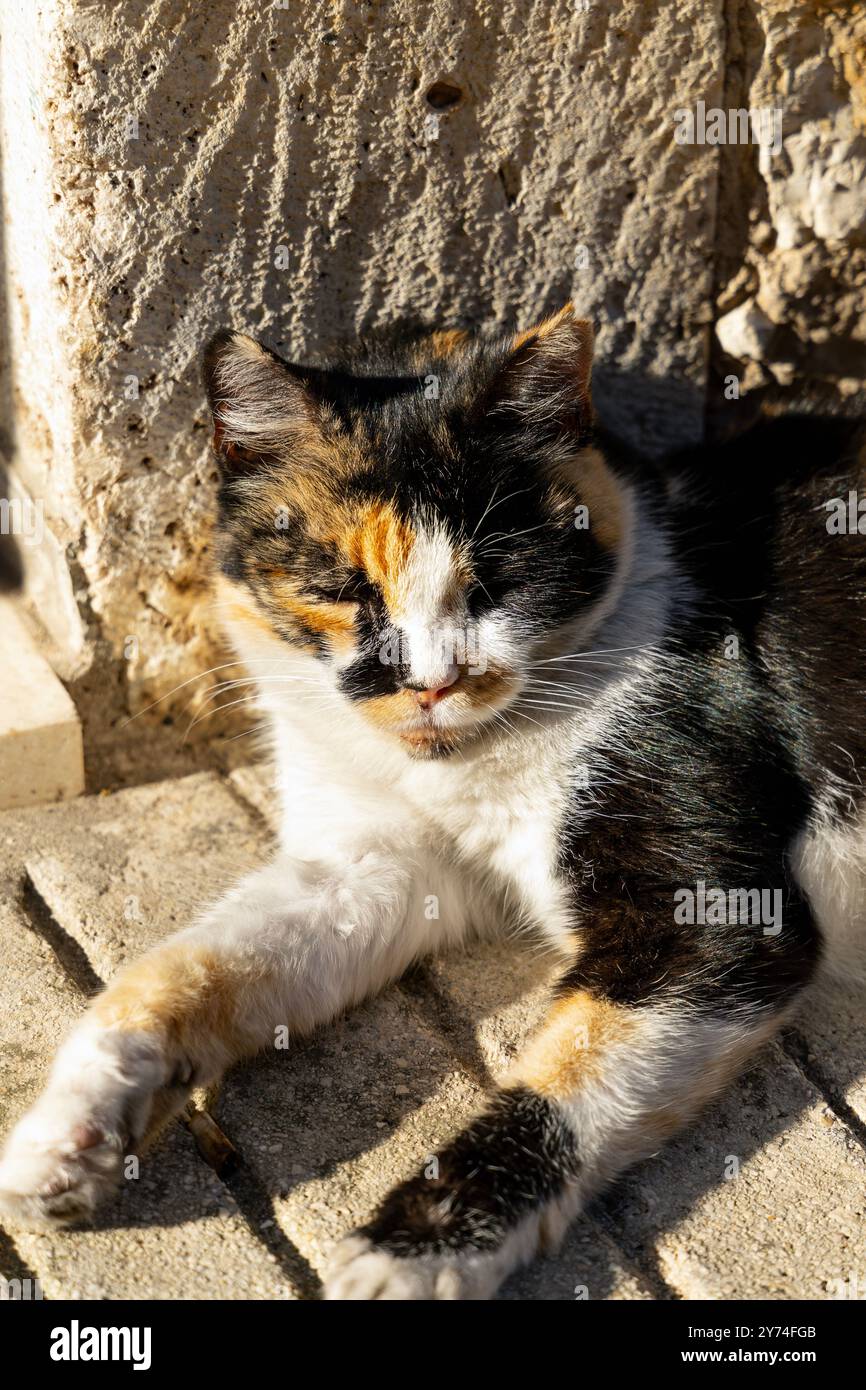 Gatto calico che dorme al sole nel villaggio di Komiza, isola di Vis, Croazia Foto Stock