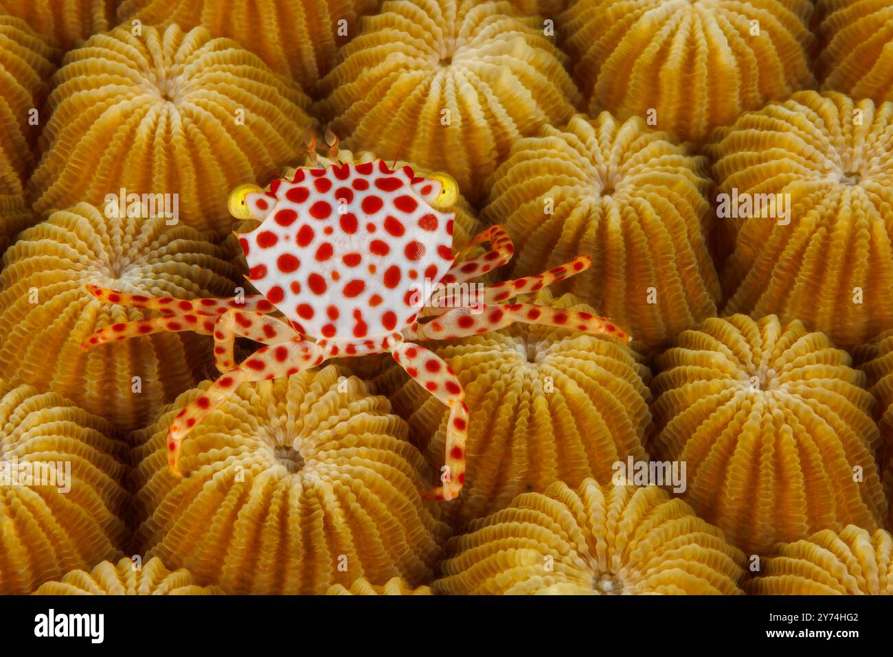 Il granchio da guardia maculato, Trapezia tigrina, è conosciuto con diversi nomi comuni, tra cui granchio da guardia macchiato di ruggine, granchio duro di corallo o granchio rosso di corallo Foto Stock