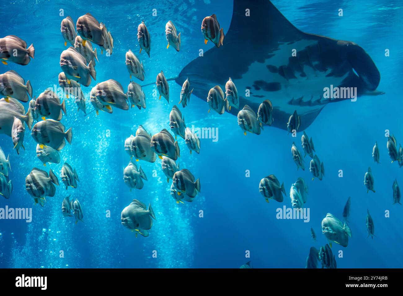 Manta gigante (Manta birostris) e una scuola di pesci battello obicolari (Platax orbicularis) presso il Georgia Aquarium nel centro di Atlanta, Georgia. (USA) Foto Stock