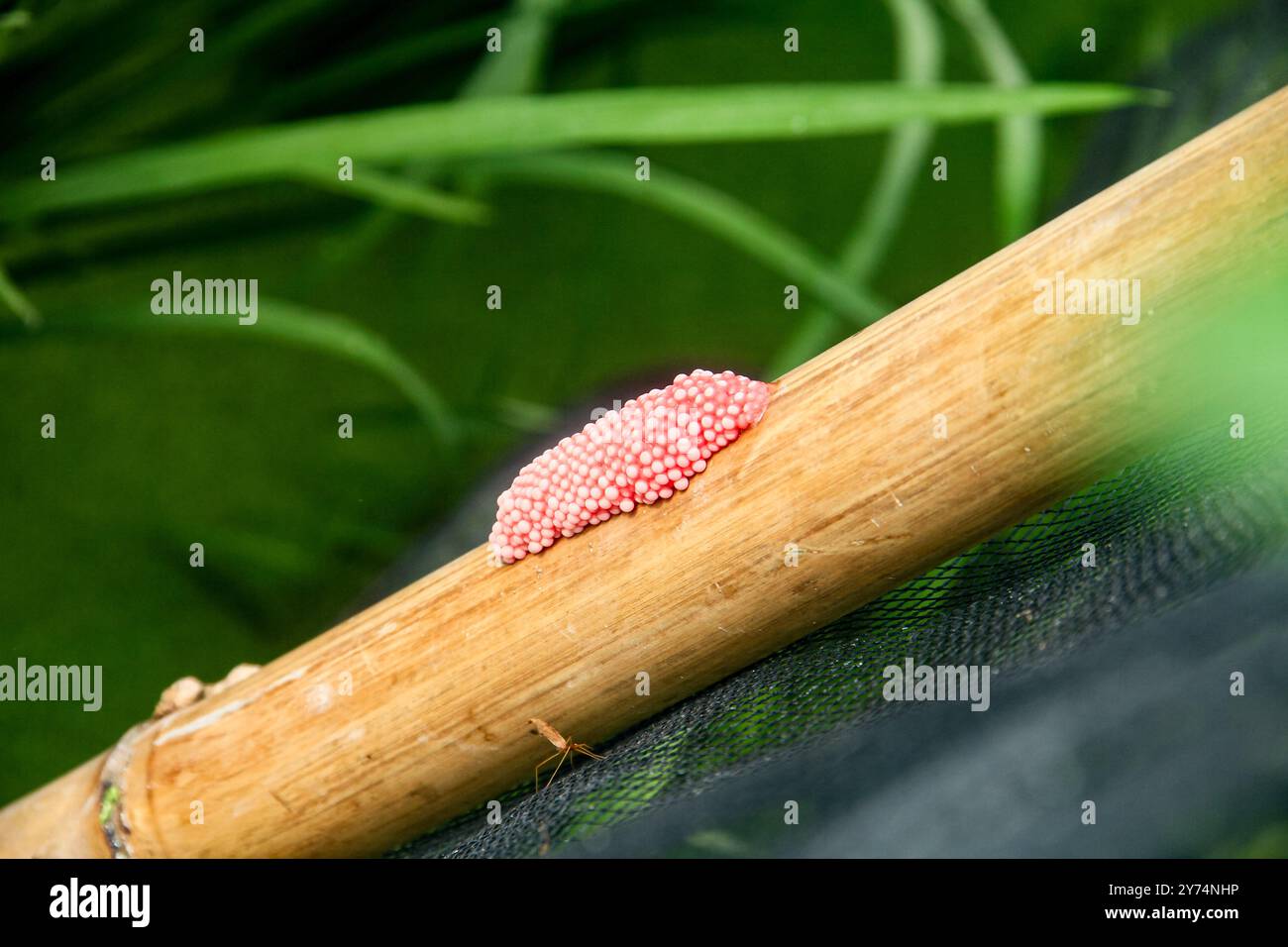 Le uova di lumaca di riso sono di colore rosa intorno ai campi di riso Foto Stock