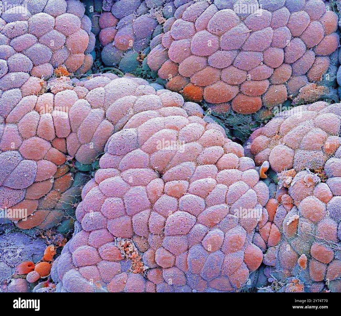 Rivestimento dello stomaco. Micrografia elettronica a scansione colorata (SEM) del rivestimento dello stomaco, nota come mucosa. Lo stomaco è un sacco muscolare coinvolto nella conservazione e nella digestione del cibo. La superficie della mucosa è costituita da semplici cellule colonnari che secernono le mucose. La mucosa protegge il rivestimento dello stomaco dagli acidi digestivi e dagli enzimi che agiscono sul cibo nello stomaco. Ingrandimento: X1600, quando stampato largo 10 centimetri. Foto Stock