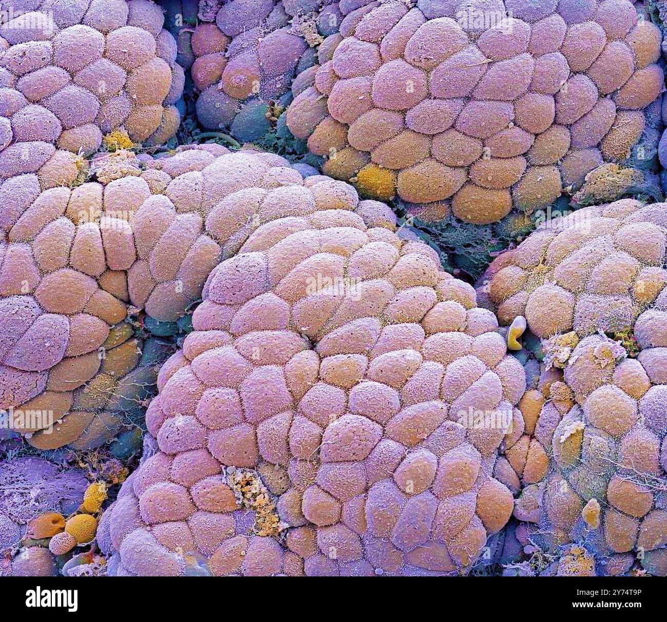 Rivestimento dello stomaco. Micrografia elettronica a scansione colorata (SEM) del rivestimento dello stomaco, nota come mucosa. Lo stomaco è un sacco muscolare coinvolto nella conservazione e nella digestione del cibo. La superficie della mucosa è costituita da semplici cellule colonnari che secernono le mucose. La mucosa protegge il rivestimento dello stomaco dagli acidi digestivi e dagli enzimi che agiscono sul cibo nello stomaco. Ingrandimento: X1600, quando stampato largo 10 centimetri. Foto Stock
