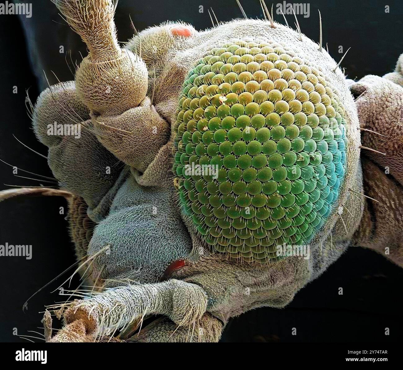 Cicalino midge (Chironomus plumosus) testa. Micrografia elettronica a scansione colorata (SEM) della testa di un segnalatore acustico che mostra gli occhi composti. Questa macchia non morsiva si trova intorno all'acqua in tutto l'emisfero settentrionale. Ingrandimento: x150, quando stampato largo 10 cm. Foto Stock