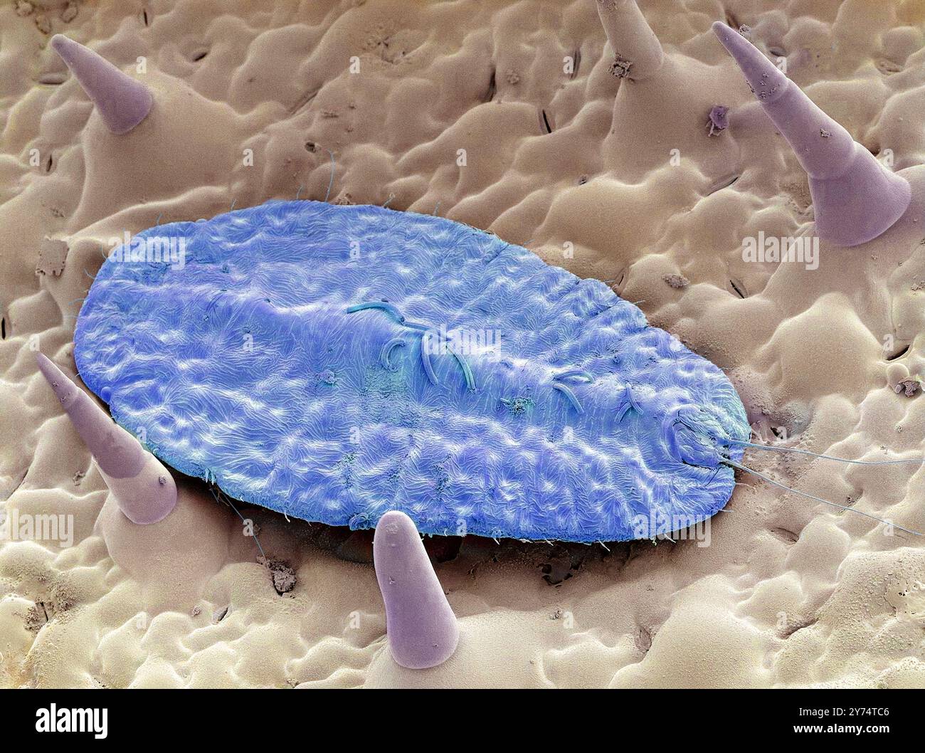 Insetto di scala. Micrografia elettronica a scansione colorata (SEM) di un insetto in scala (superfamiglia Coccoidea) su una foglia. Questo parassita si nutre del sap dell'impianto. Secernendo un rivestimento di cera in polvere che lo protegge da pesticidi e predatori. Molte specie su scala sono gravi parassiti delle colture e sono particolarmente problematiche per la loro capacità di eludere le misure di quarantena. Ingrandimento: x150 se stampato a 10 centimetri di larghezza. Foto Stock