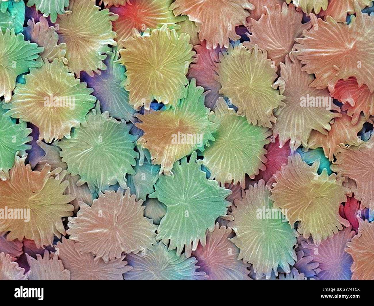 Trichomi di foglie di oliva. Micrografia elettronica a scansione colorata (SEM) dei peli di foglie simili a una scala (trichomi) su una foglia di ulivo (Olea europaea). Questi peli delle foglie evitano la perdita di acqua evaporativa in condizioni di asciutto o di forte vento. Aiutano l'olivo a sopravvivere nei climi caldi e stagionalmente secchi in cui vive. Il contenuto di gas nella foglia è regolato dallo stomato (pori). Ingrandimento: X500 se stampato a 10 centimetri di larghezza. Foto Stock
