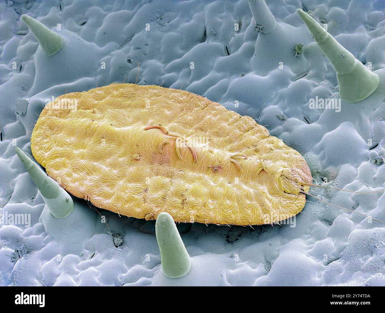 Insetto di scala. Micrografia elettronica a scansione colorata (SEM) di un insetto in scala (superfamiglia Coccoidea) su una foglia. Questo parassita si nutre del sap dell'impianto. Secernendo un rivestimento di cera in polvere che lo protegge da pesticidi e predatori. Molte specie su scala sono gravi parassiti delle colture e sono particolarmente problematiche per la loro capacità di eludere le misure di quarantena. Ingrandimento: x150 se stampato a 10 centimetri di larghezza. Foto Stock
