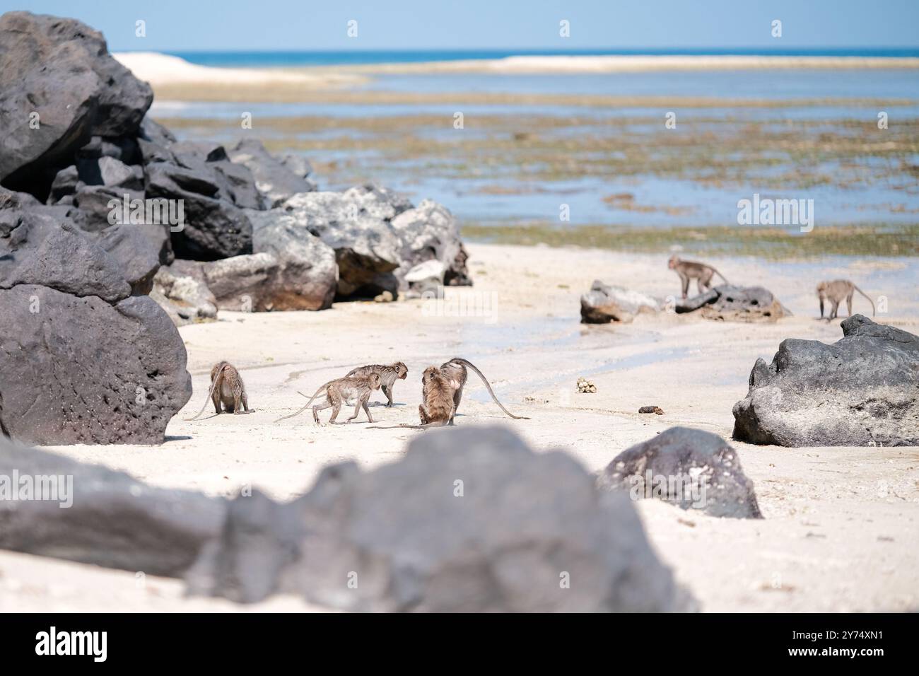 Un gruppo di macachi dalla coda lunga che cercano cibo sulla spiaggia di Bama in una giornata di sole, Baluran, Indonesia Foto Stock