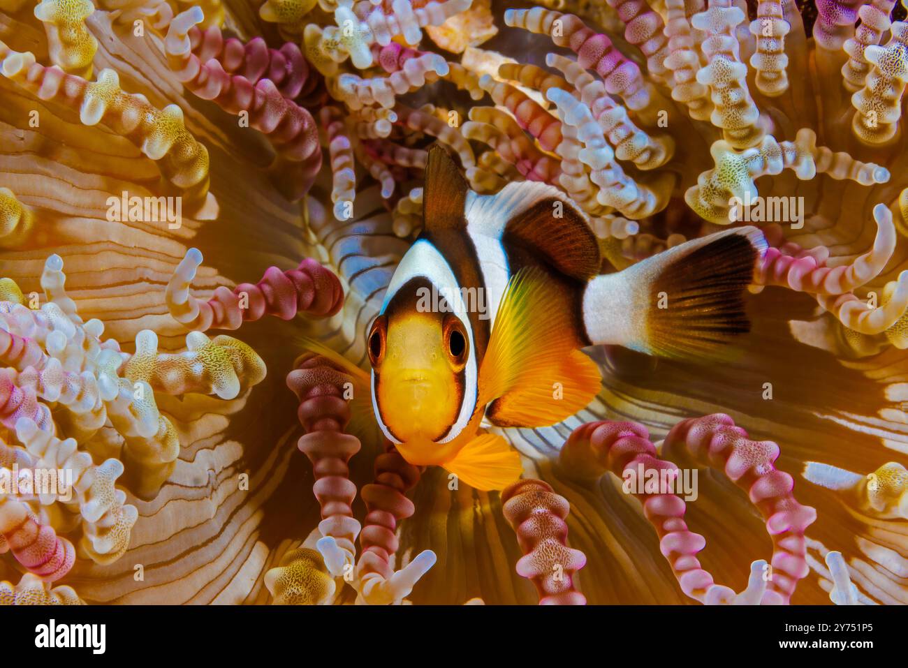 Questo giovane anemonefish di Clark, Amphiprion clarkii, è raffigurato nascosto in un anemone perline, Heteractis aurora, Yap, Micronesia. Foto Stock