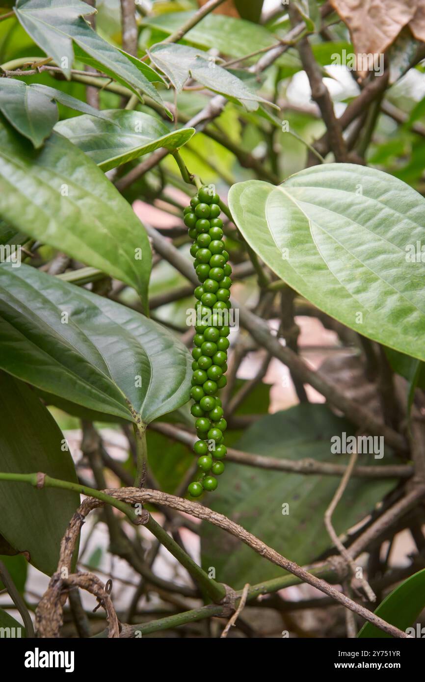 grani di pepe nel ramo della pianta del pepe nero, piper nigrum sullo sfondo del giardino, messa a fuoco morbida con vista ravvicinata Foto Stock