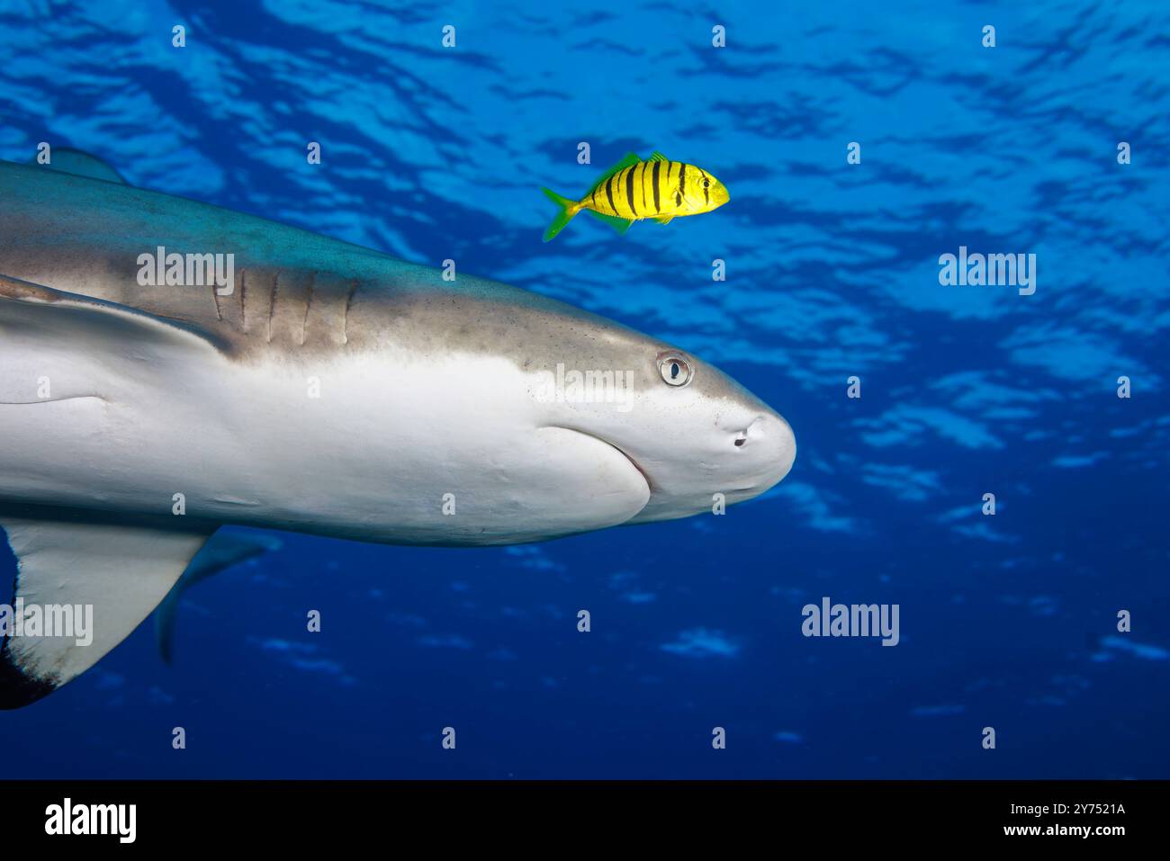 Un pesce pilotato dorato, Gnathanodon specioisus, cavalca con questo squalo pinna nera della barriera corallina, Carcharhinus melanopterus, al largo dell'isola di Yap, Federated Foto Stock