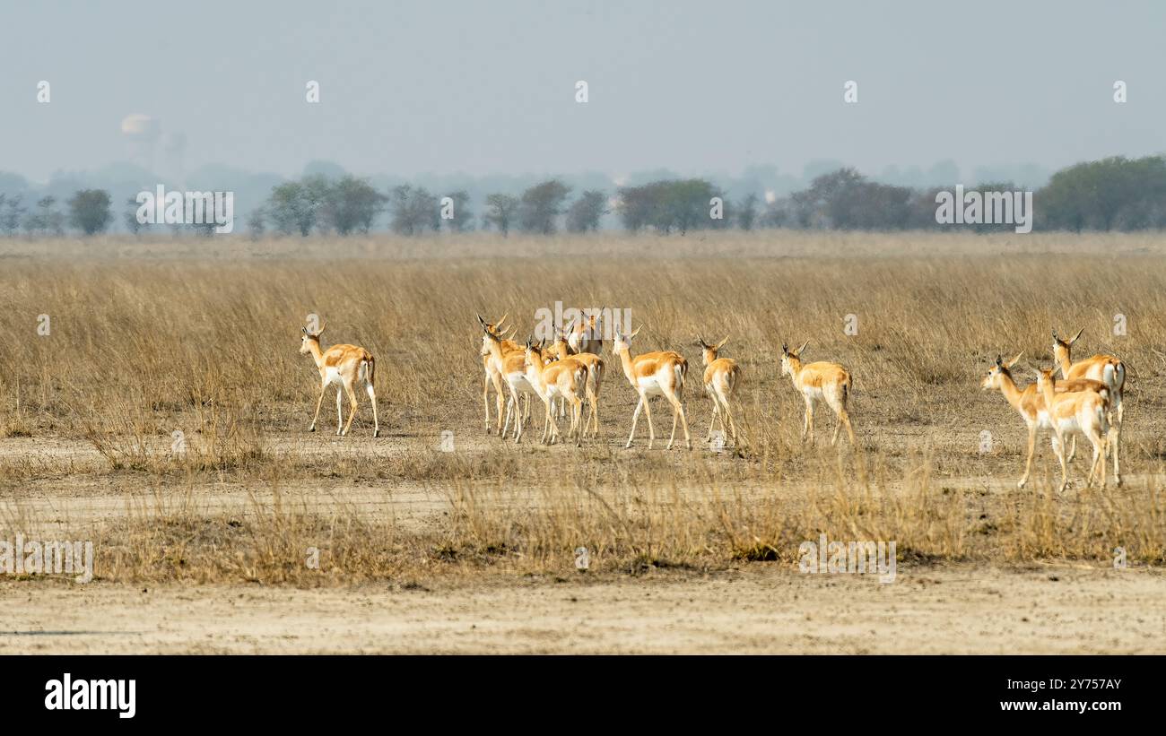Bellissimi Blackbucks che marciano attraverso una prateria. Blackbuck è un'antilope con un caratteristico cappotto nero e corna lunghe e curve. Si trova in India, Foto Stock