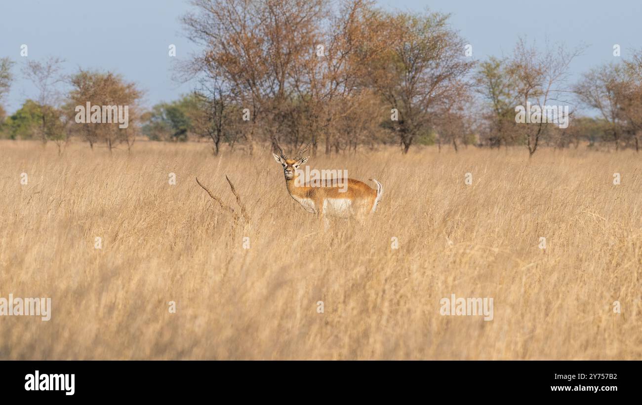 Ritratto di un'Antelope . Blackbuck è un'antilope con un caratteristico cappotto nero e corna lunghe e curve. Si trova in India, Pakistan e NEPA Foto Stock