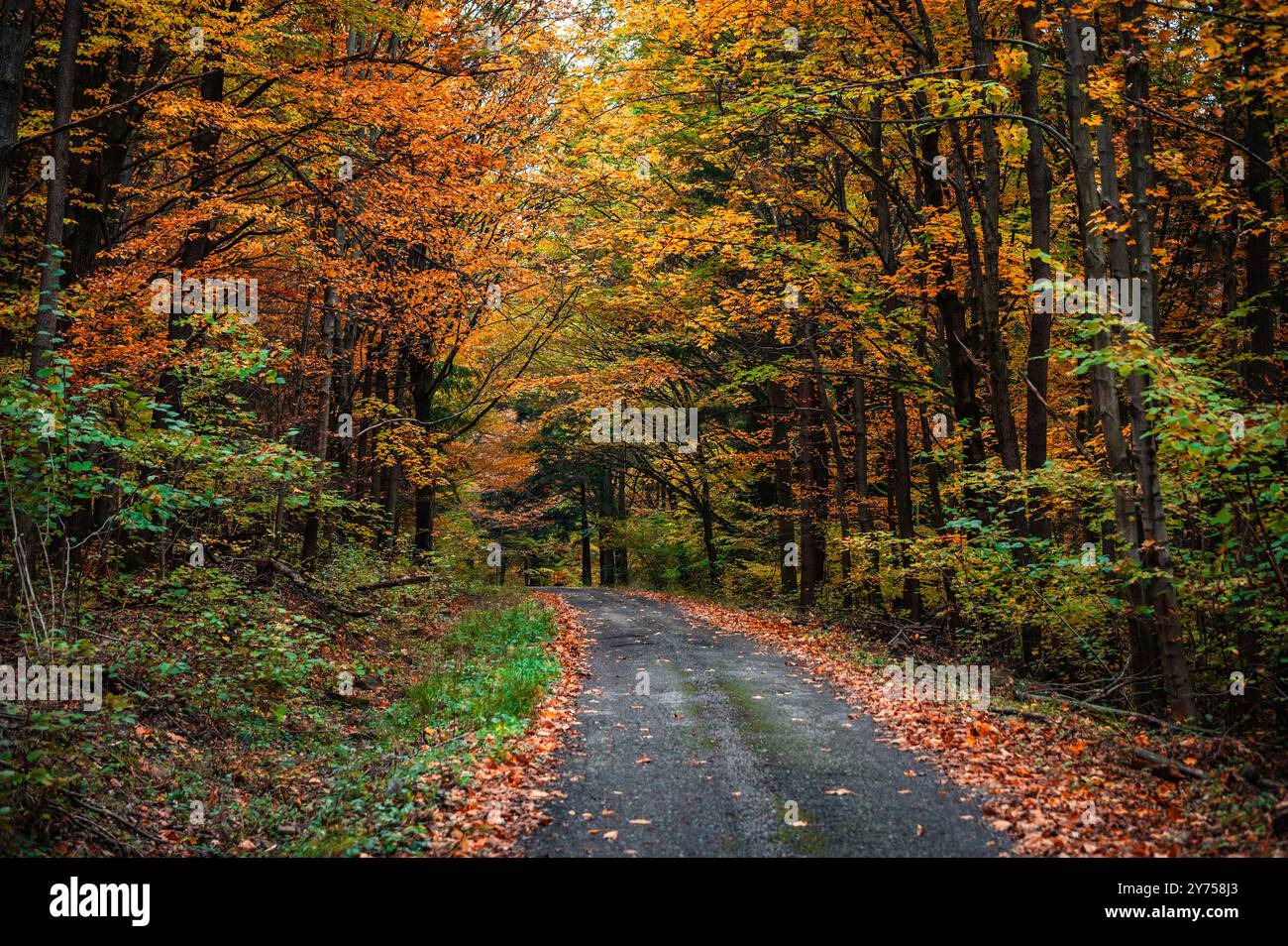 Splendida strada autunnale attraverso la foresta colorata Foto Stock