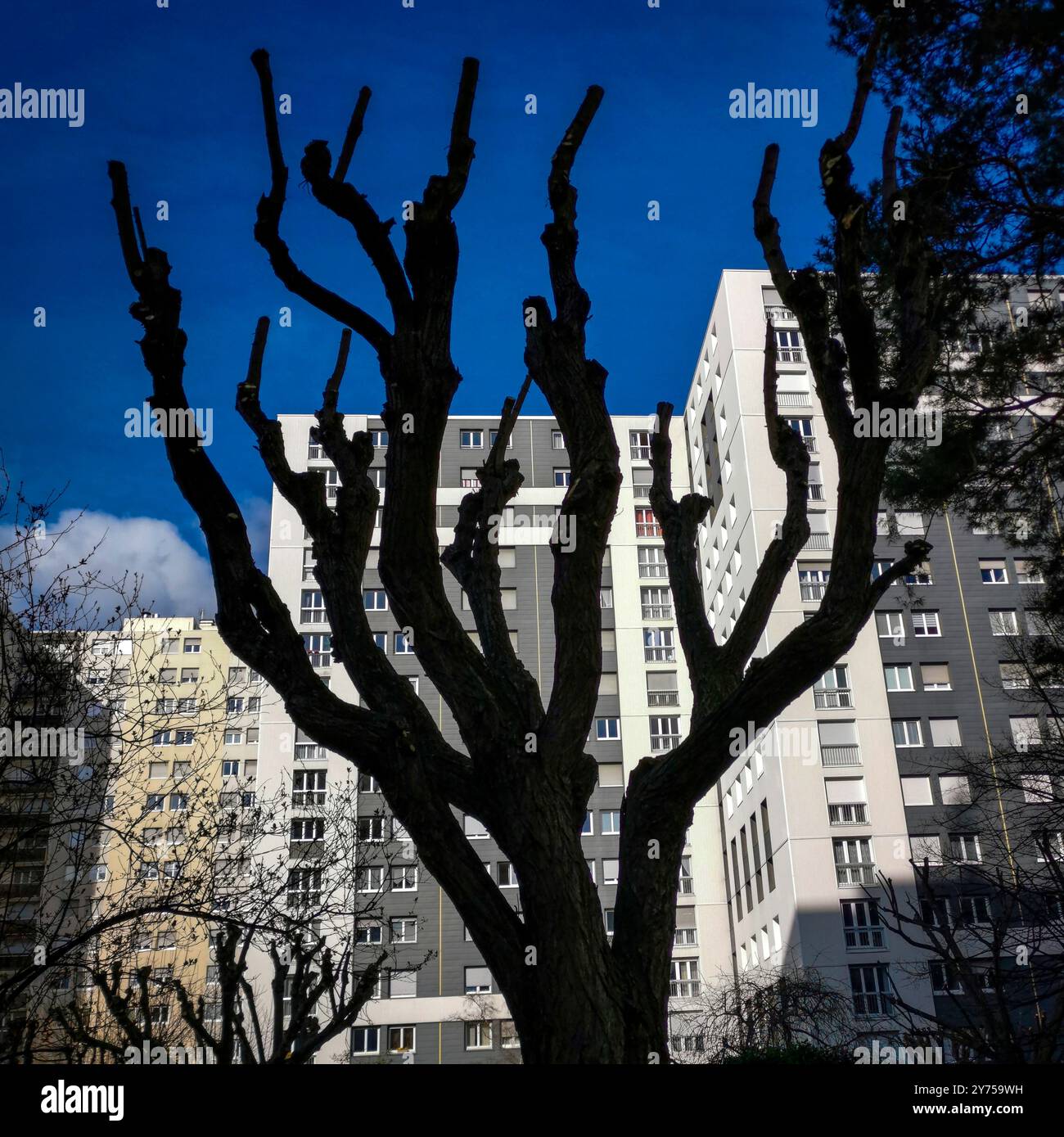 Rami di alberi sagomati contro un cielo luminoso e moderni condomini nel tardo pomeriggio Foto Stock