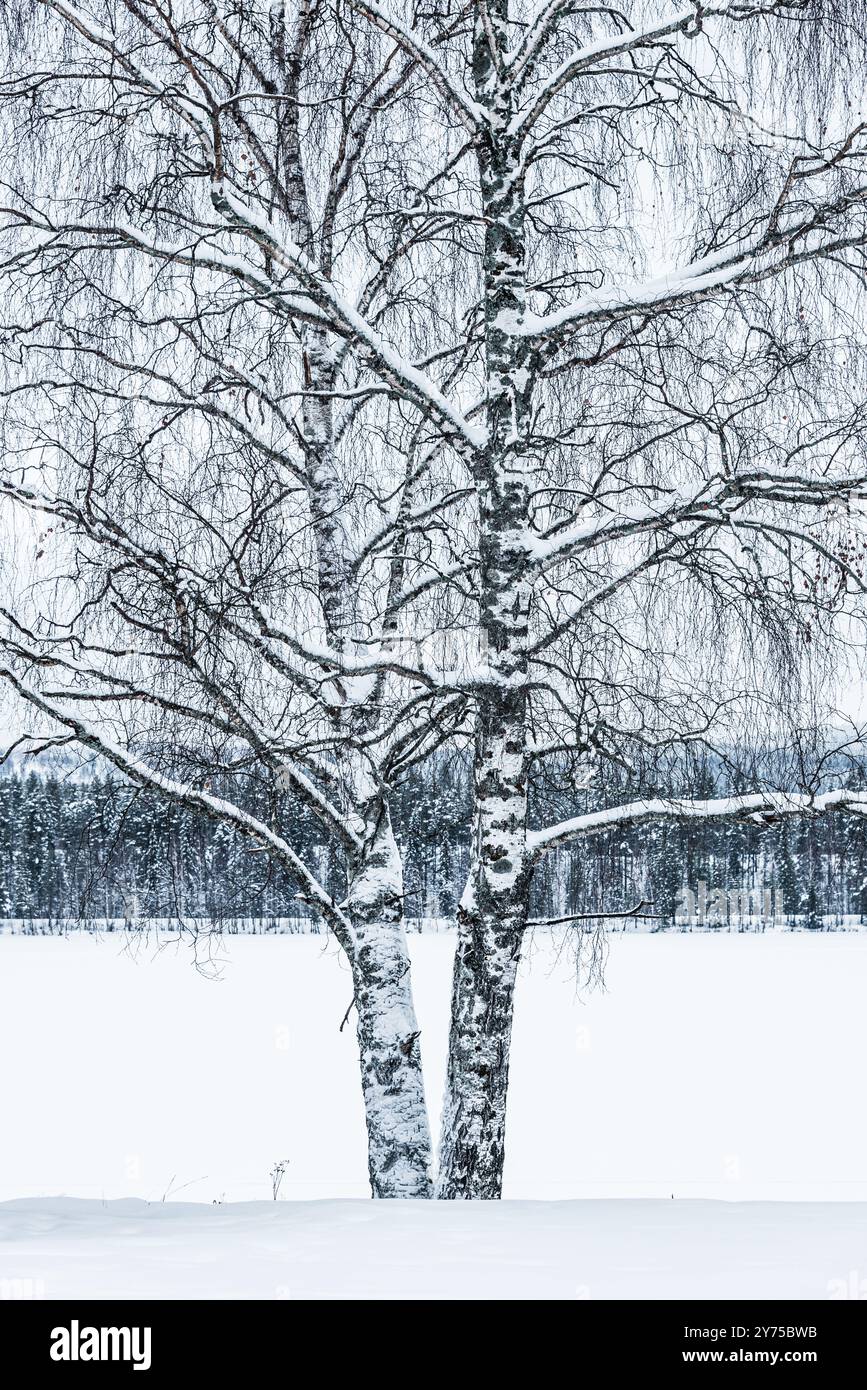 Due eleganti alberi di betulla sorgono graziosamente, adornati da uno spesso strato di neve, adagiati sullo sfondo bianco e tranquillo di un paesaggio invernale in Svezia. Foto Stock