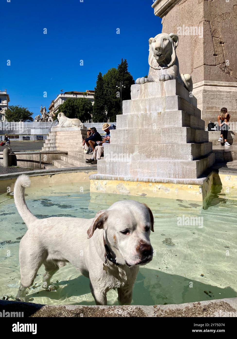 Cane bianco nella Fontana dei Leoni, Piazza del popolo, Roma, Italia Foto Stock