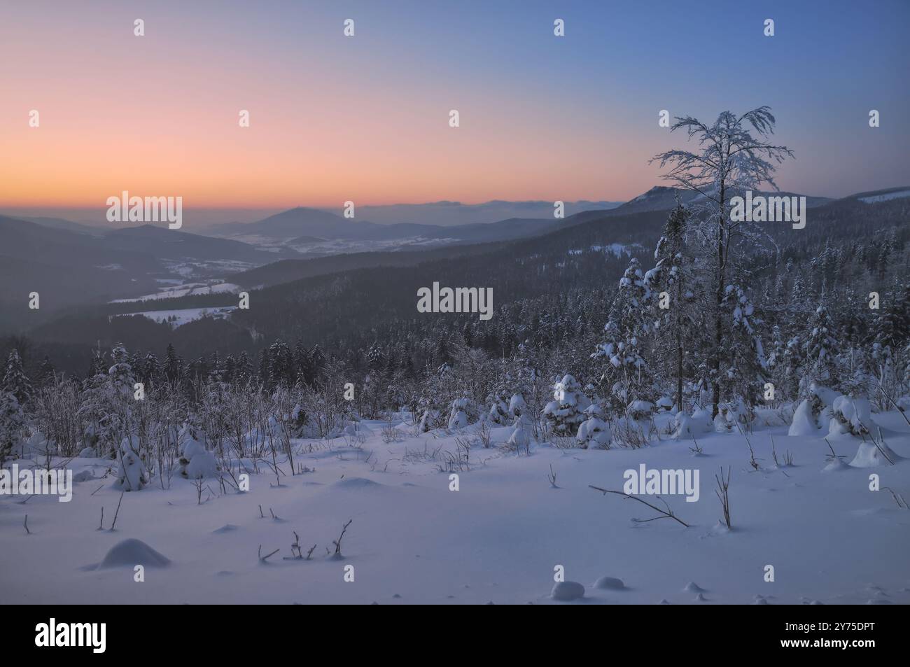 Serata invernale nella foresta bavarese, Germania Foto Stock