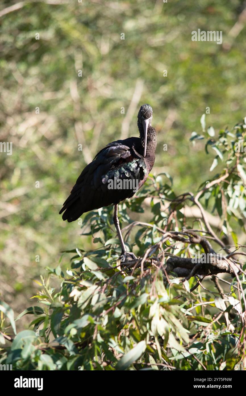 Il collo ibis lucido è marrone rossastro e il corpo è marrone bronzo con un luccicante effetto metallizzato sulle ali. Foto Stock