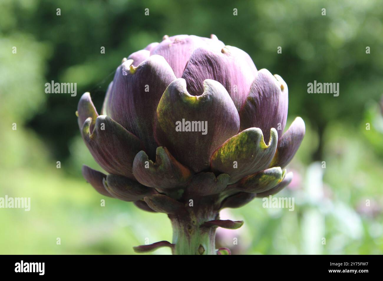 Carciofi Cynara cardunculus Foto Stock