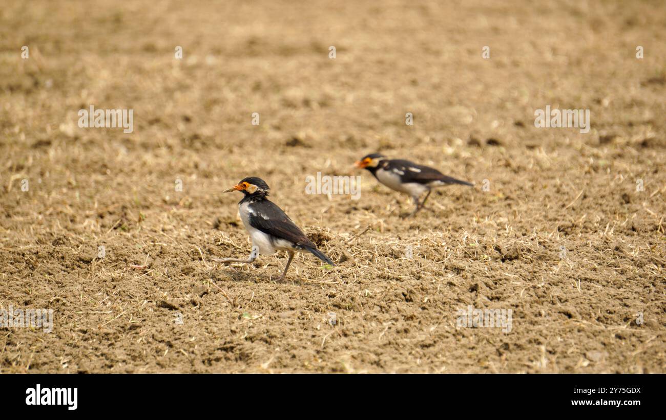 Stormo di uccelli Shalik. Un gregge di uccelli myna si forgia per il cibo. Foto Stock