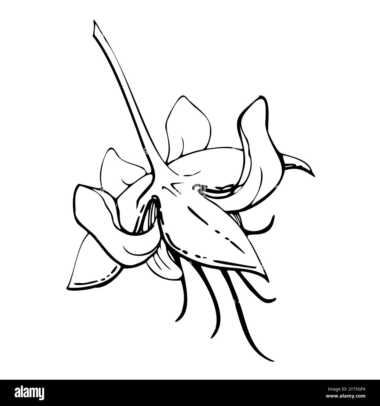 Caffè cacao cacao fiore di vaniglia, esotica illustrazione botanica tropicale. Stabilimento Maya azteco messicano. Vettore di inchiostro disegnato a mano. Elemento singolo isolato Illustrazione Vettoriale