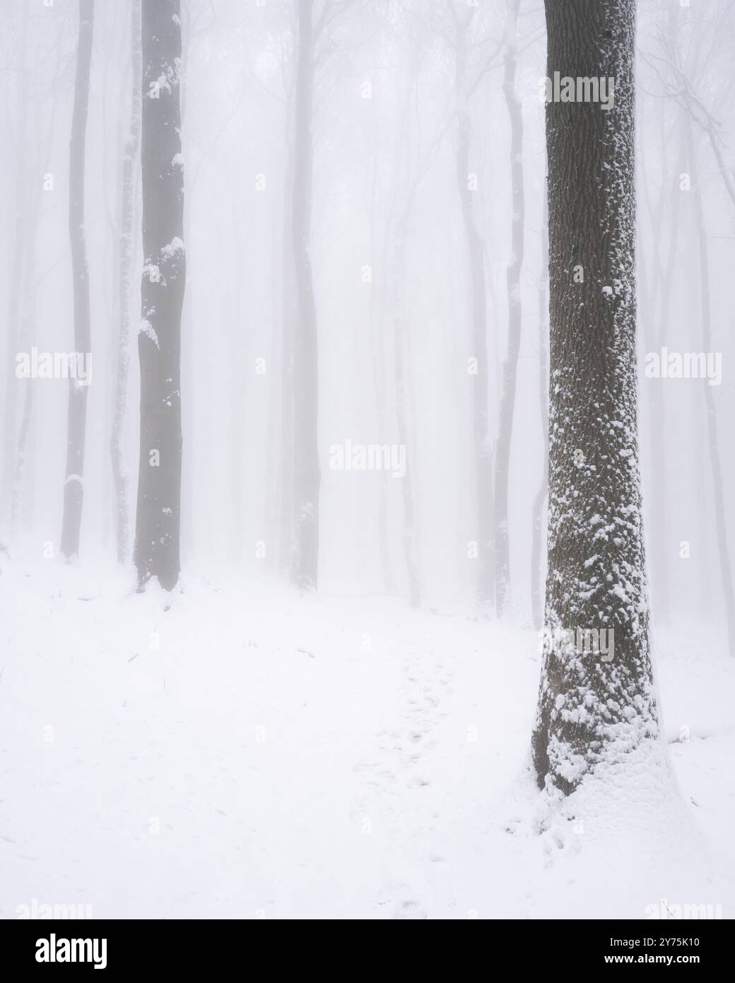 Ripresa verticale di una foresta nebbiosa ghiacciata con paesaggi innevati e alberi ghiacciati, in Europa Foto Stock