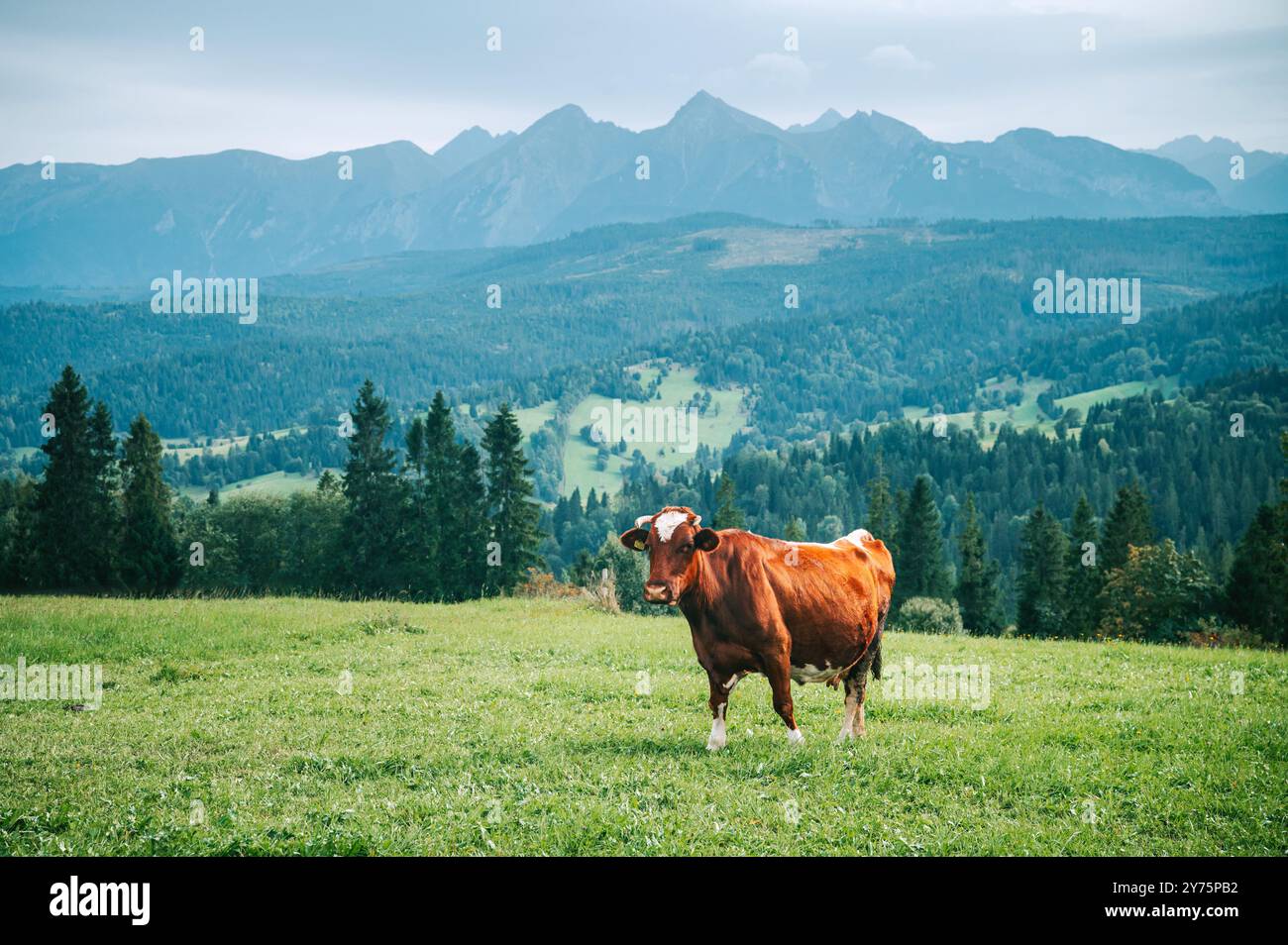 Una mucca pascolava pacificamente su lussureggianti pascoli verdi, incarnando l'essenza della tradizionale produzione lattiero-casearia in Slovacchia e Polonia Foto Stock