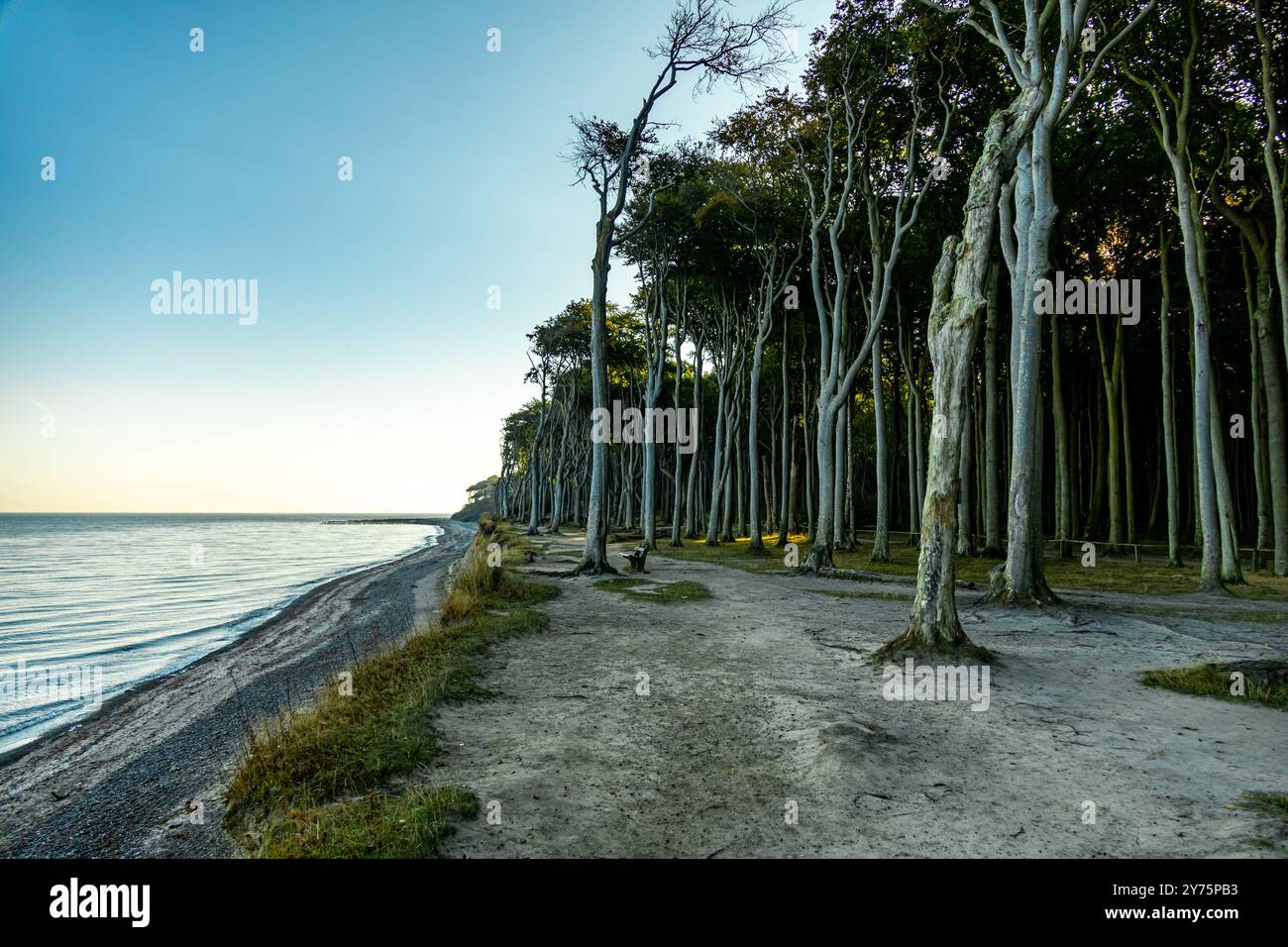 Fuori e intorno sulla spiaggia del Mar Baltico di Nienhagen presso la mistica foresta fantasma - Meclemburgo-Vorpommern - Germania Foto Stock