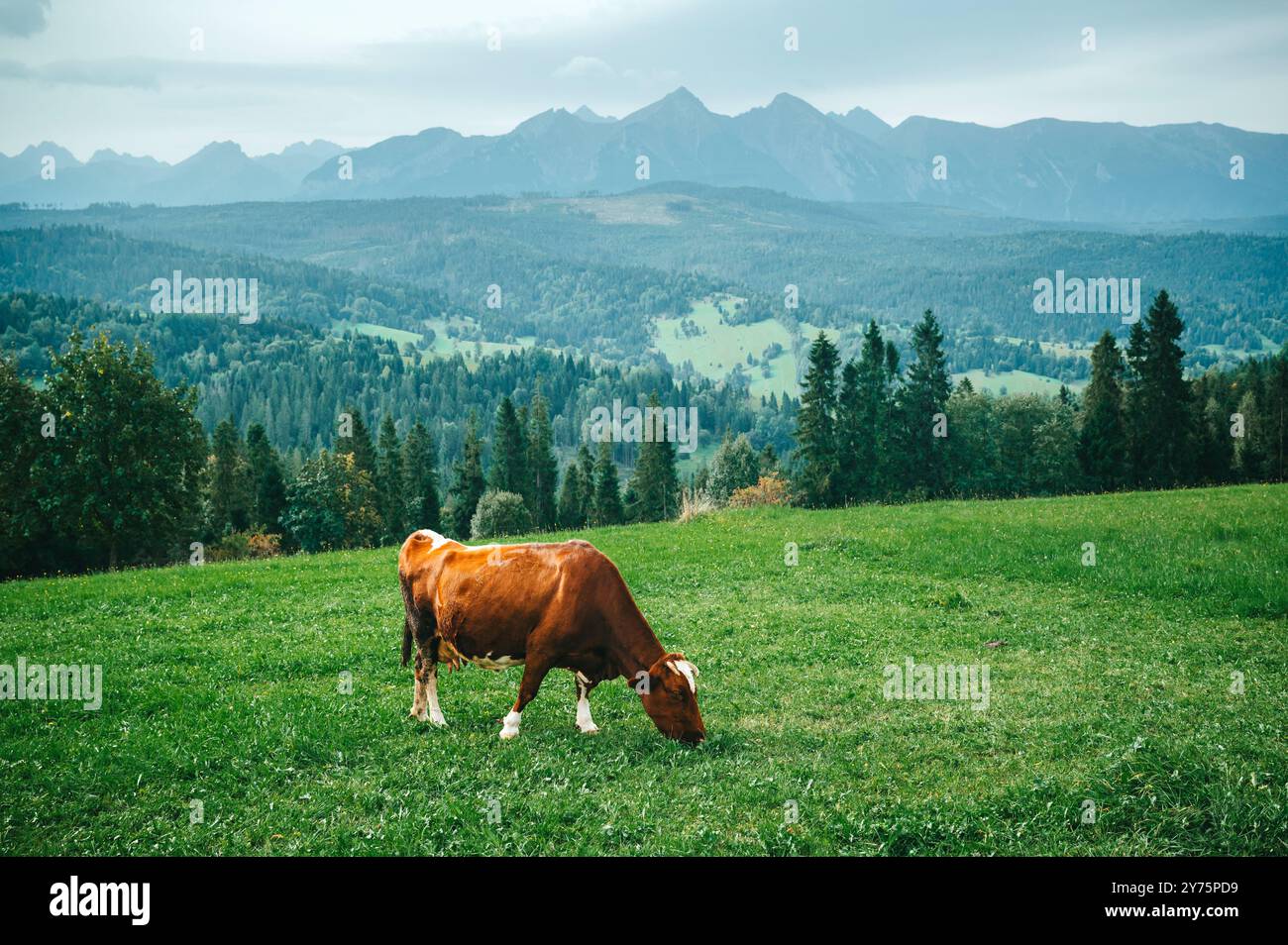 Prati di montagna: Celebrazione dell'allevamento lattiero-caseario in Polonia e Slovacchia Foto Stock