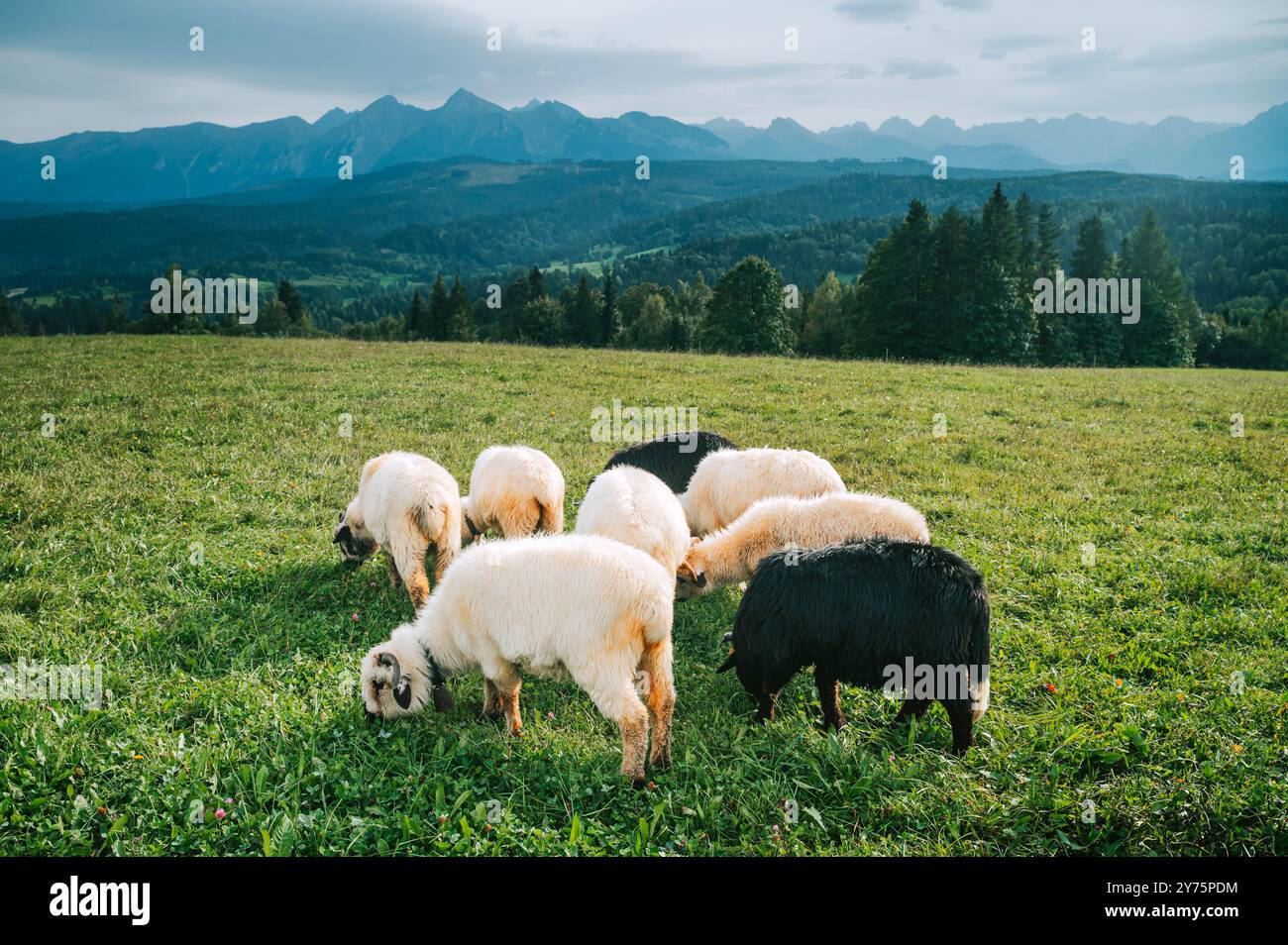 Pecore che pascolano pacificamente su pascoli verdeggianti sotto i maestosi alti Tatra: Uno sguardo alle tradizioni casearie in Slovacchia e Polonia Foto Stock