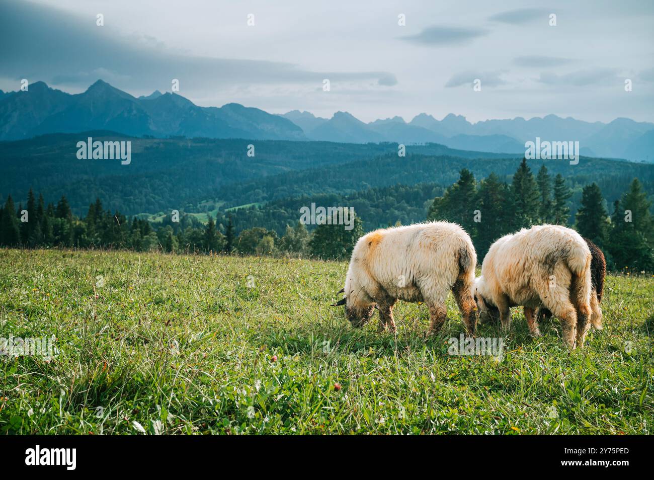 Pecore che fioriscono su pascoli fertili con gli spettacolari alti Tatra che torreggiano alle spalle: Un'idea della vita agricola dei latticini in Slovacchia e Polonia Foto Stock