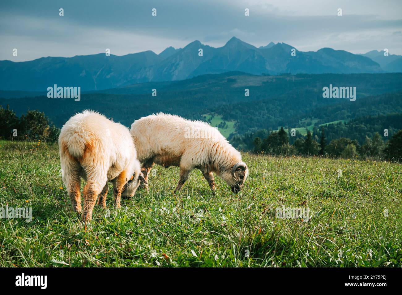 Pecore che pascolano su lussureggianti campi verdi con gli incantevoli alti Tatra come sfondo panoramico: Esplorando le pratiche casearie della Slovacchia e della Polonia Foto Stock