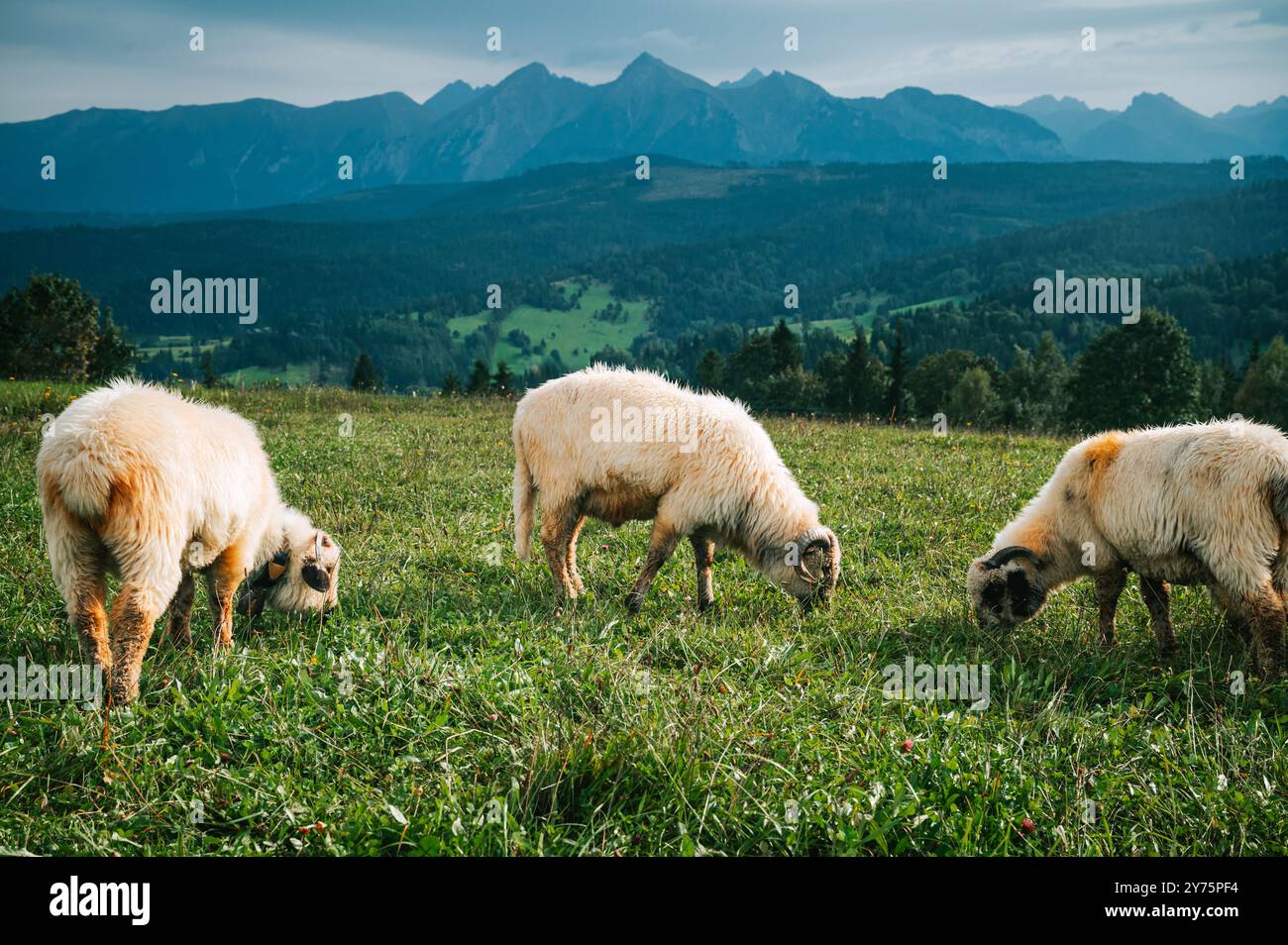 Pecore in mezzo ai vivaci prati verdi con gli alti Tatra mozzafiato in lontananza: Un omaggio alla ricca cultura casearia della Slovacchia e di Pola Foto Stock