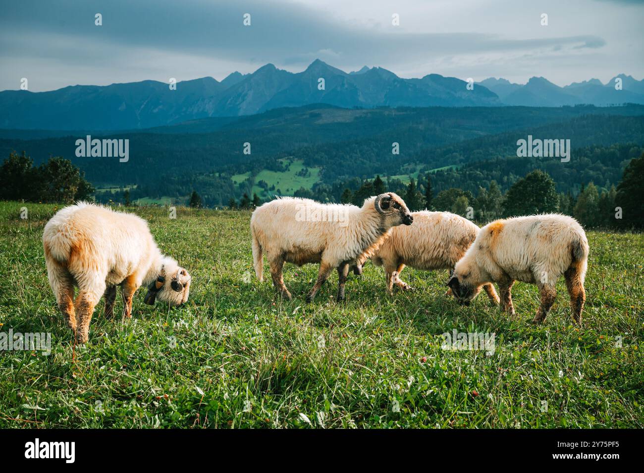 Pecore che pascolano su lussureggianti campi verdi con gli incantevoli alti Tatra come sfondo panoramico: Esplorando le pratiche casearie della Slovacchia e della Polonia Foto Stock