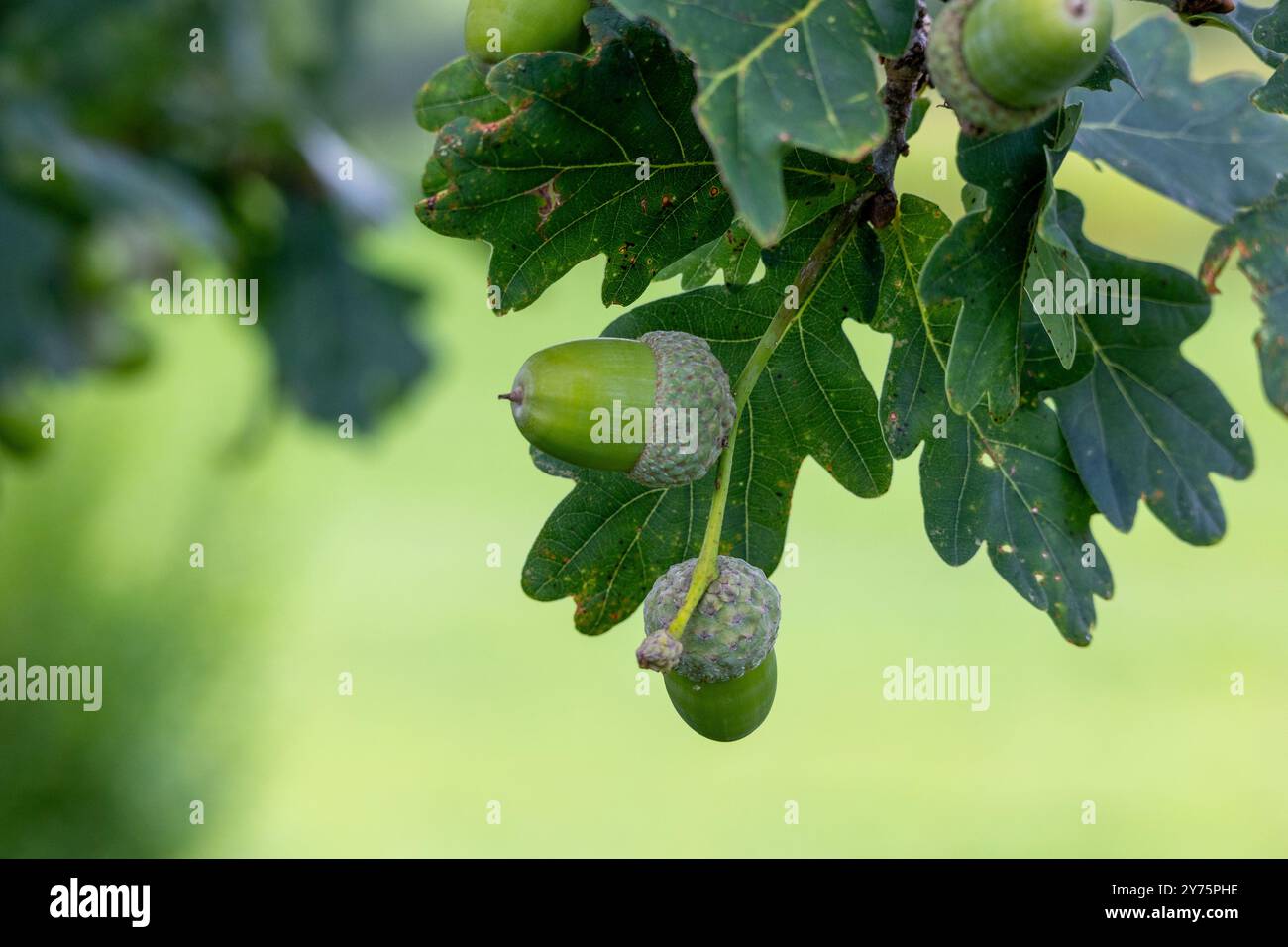 Foglia di quercia, ghianda su fondo di quercia. Foto Stock