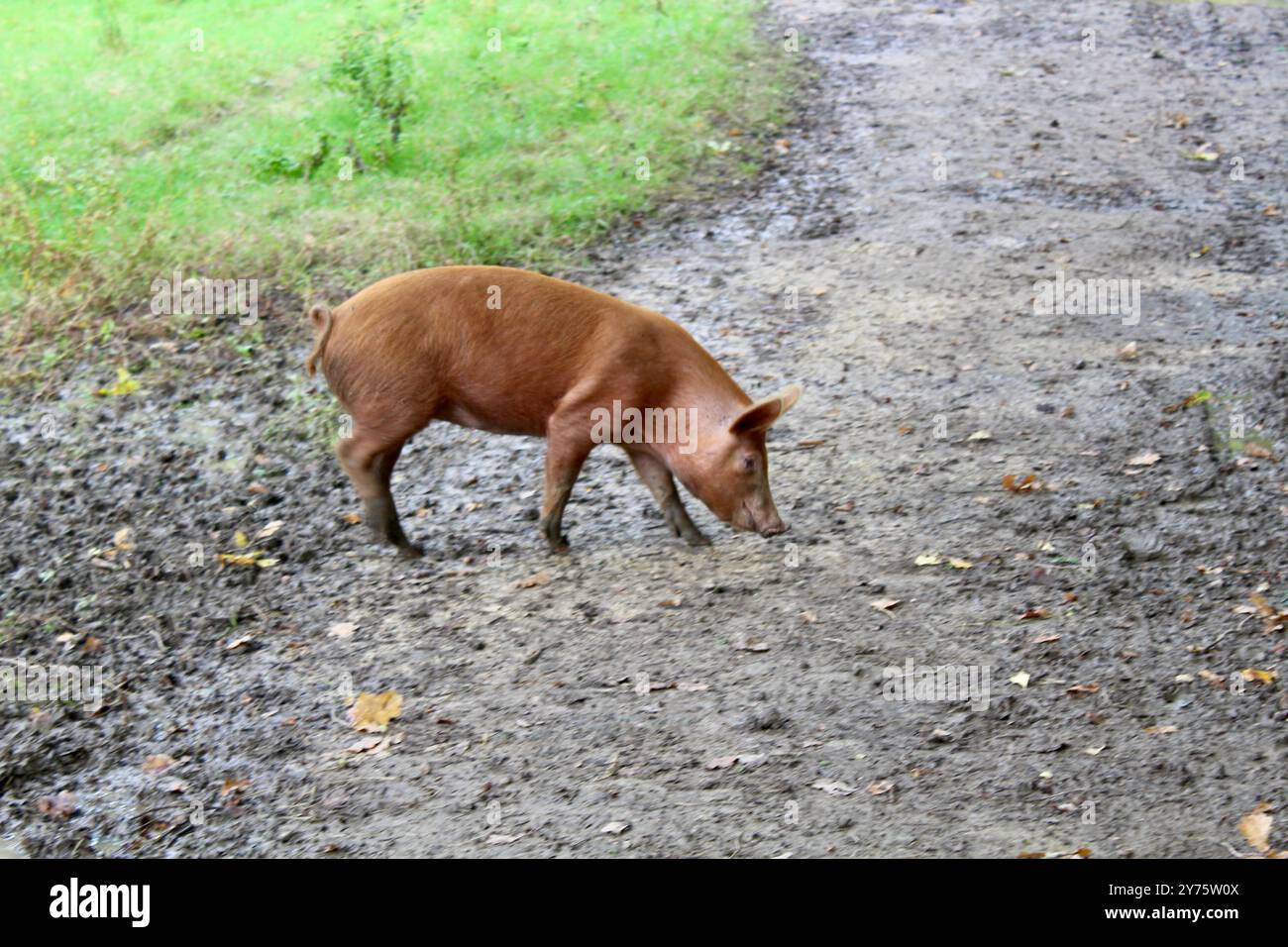 Knepp Rewilding Project Foto Stock