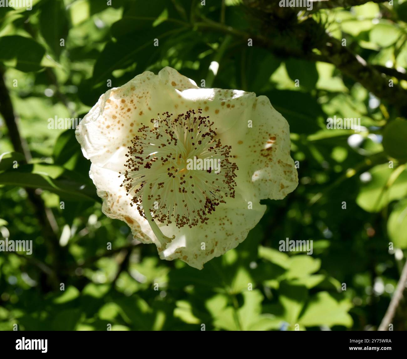 vista dall'angolo basso della fioritura di fiori di panna dell'albero di baobab africano. adansonia digitata albero parte infiorescenza con stami e stigma Foto Stock
