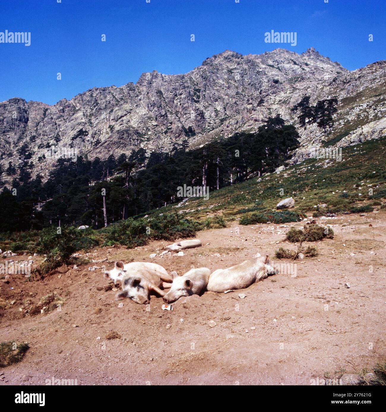 Schweine faulenzen an der Passstraße col de Vergio zwischen den Departememts Haute-Corse und Corse-du-Sud auf der Insel Korsika, um 1985. Foto Stock