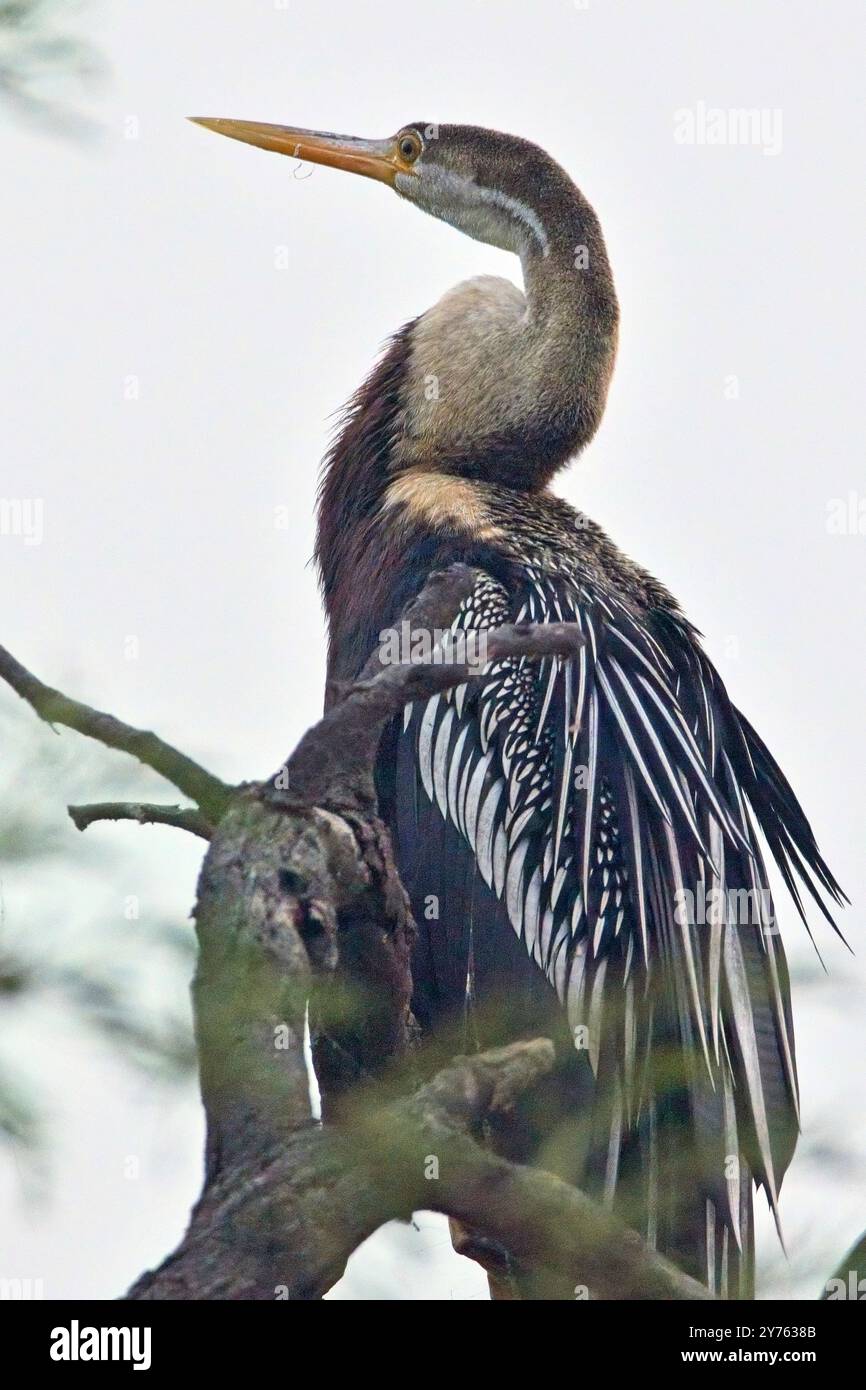 Oriental Darter (Anhinga melanogaster), arroccato su un albero, Bharatpur, Dehli, India. Foto Stock