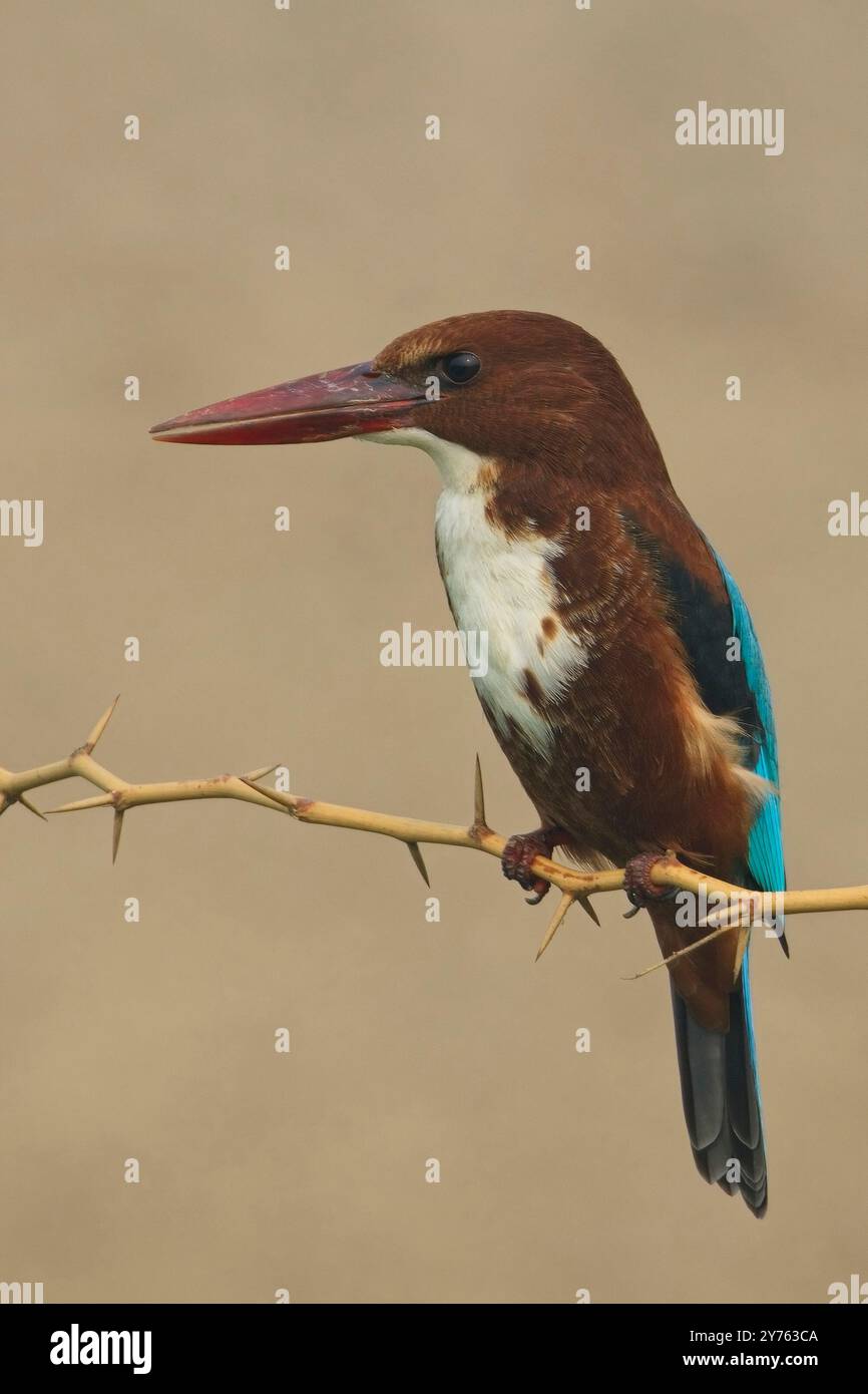 Kingfisher dalla gola bianca (Halcyon smyrnensis) arroccato, Rajasthan, India. Foto Stock