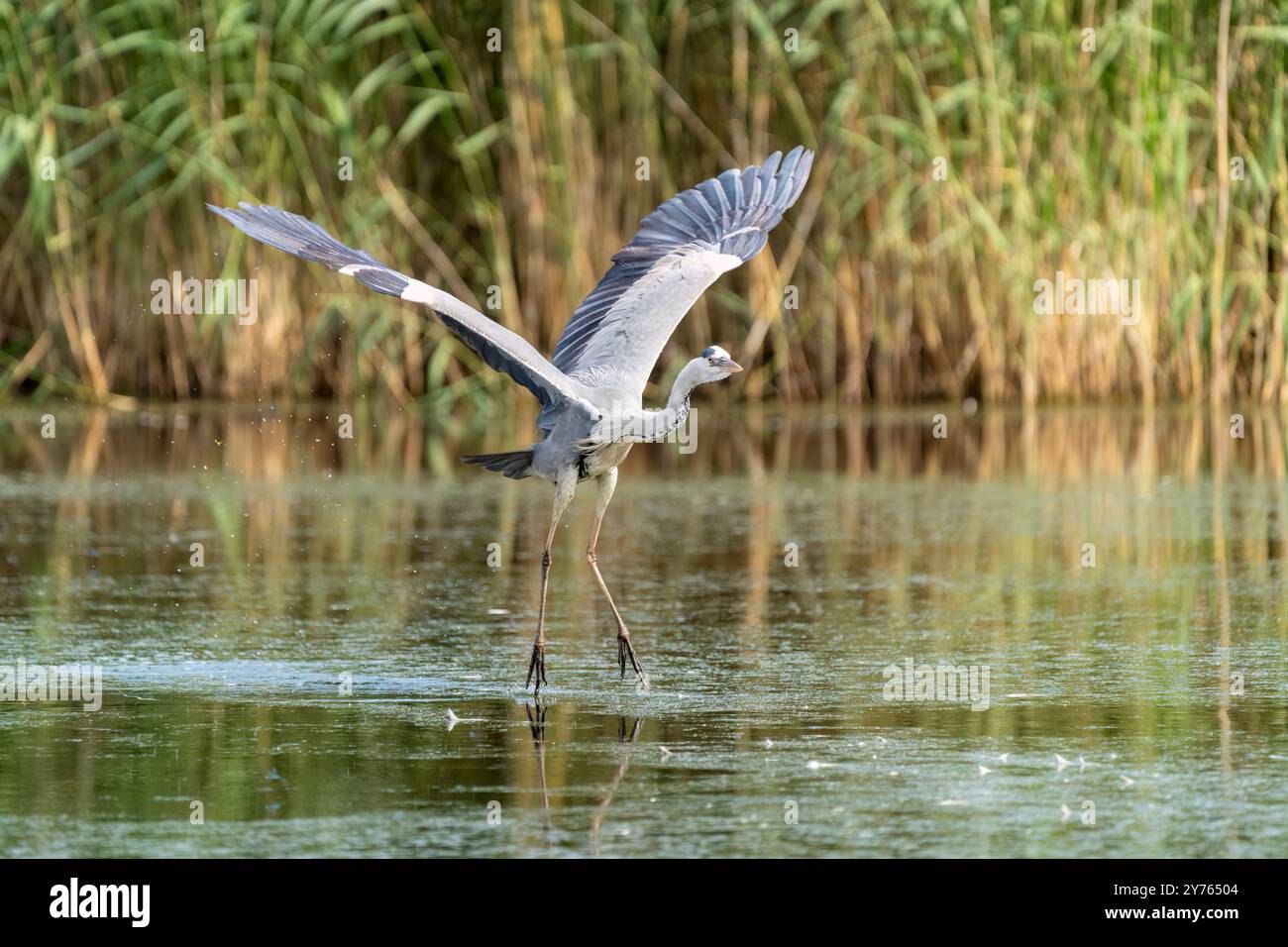 Decollo di Gray Heron Foto Stock