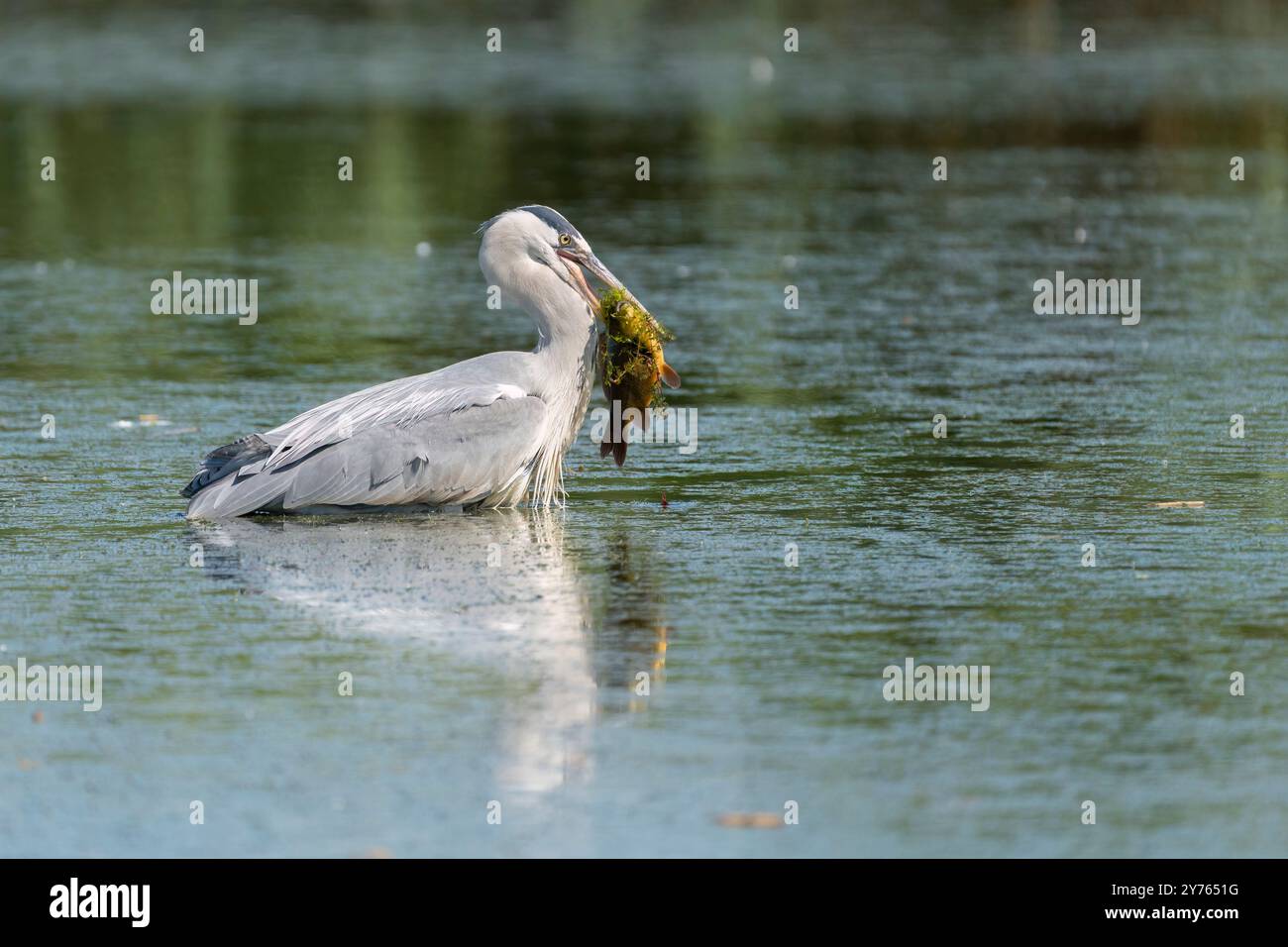 Heron grigio con un pesce Foto Stock