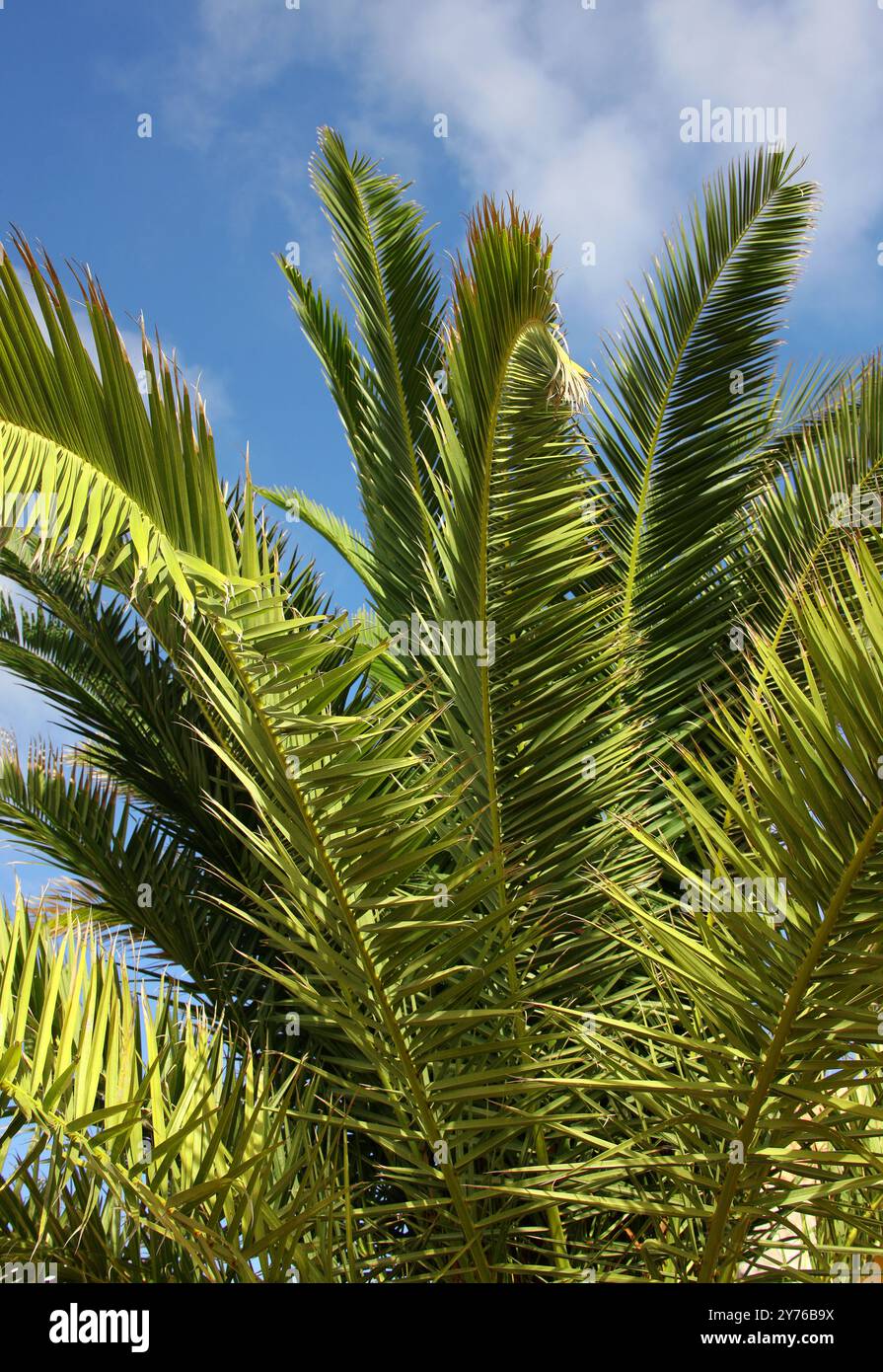 Canary Island Date Palm, Phoenix canariensis, Arecaceae. Fuerteventura, Isole Canarie, Spagna, Europa. Foto Stock