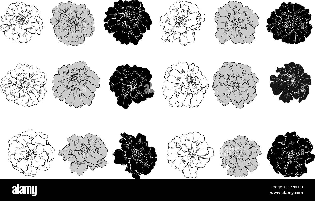 Teste di fiori di calendula autunnali in tre colori allineano le illustrazioni isolate disegnate a mano. Ottobre mese di nascita fiori schizzo inchiostro. Illustrazione Vettoriale