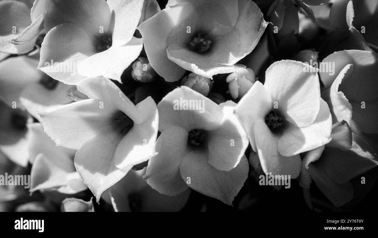 macro per il primo piano dei fiori di kalanchoe , foto in bianco e nero Foto Stock