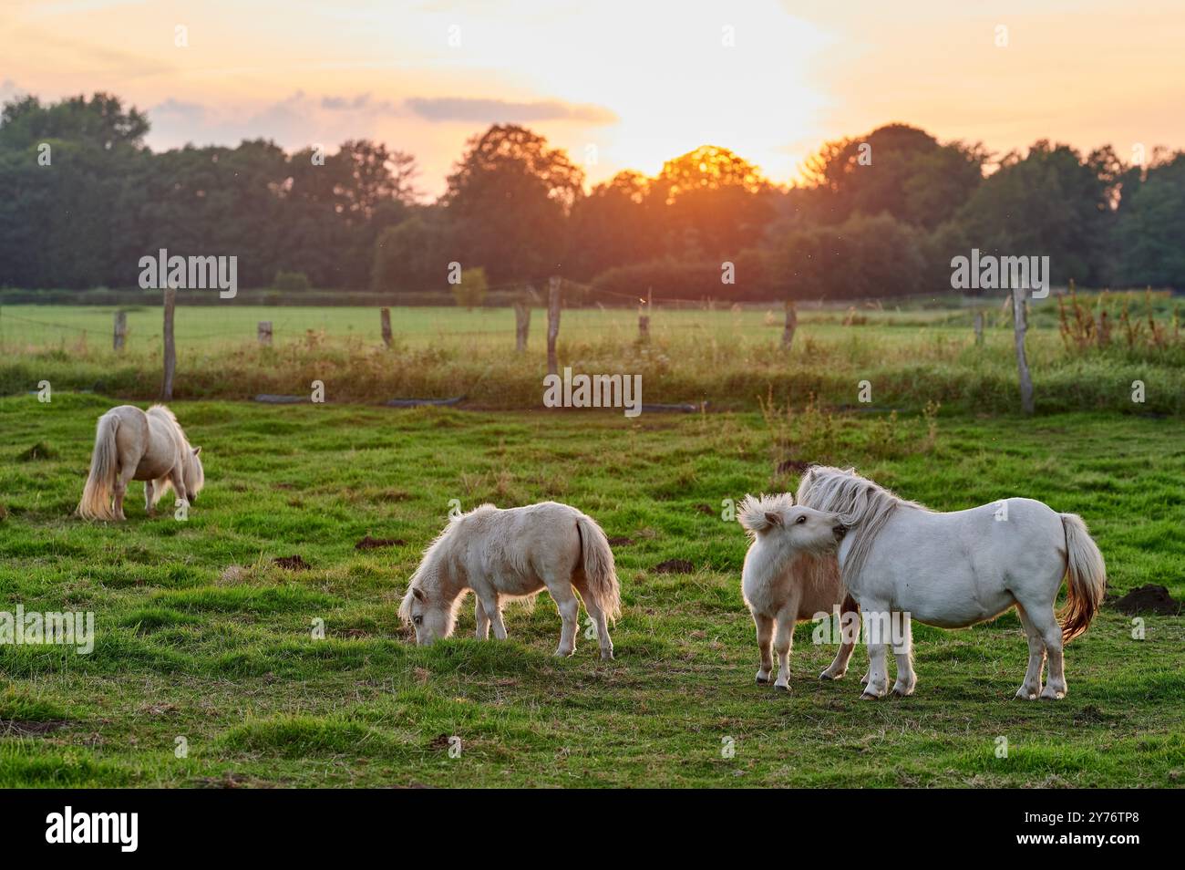 i pony bianchi con i bangs giocano in un prato verde durante una bella giornata e il sole al tramonto Foto Stock