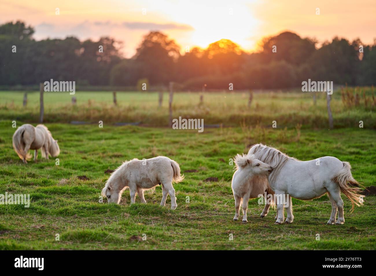 i pony bianchi con i bangs giocano in un prato verde durante una bella giornata e il sole al tramonto Foto Stock