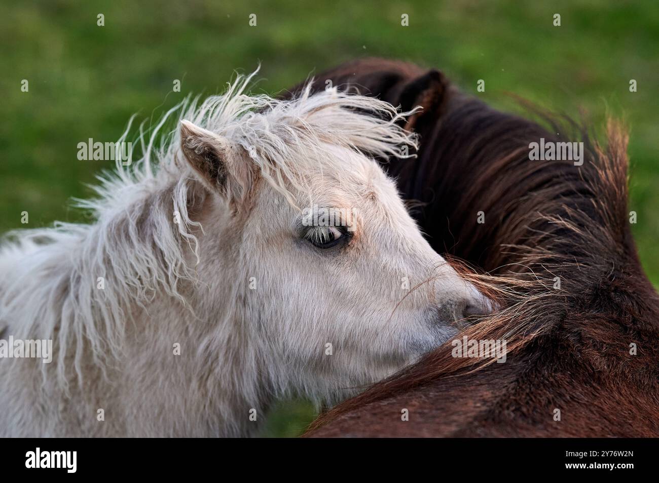 i pony bianchi e marroni con i bangs giocano in un prato verde durante una bella giornata e il tramonto Foto Stock