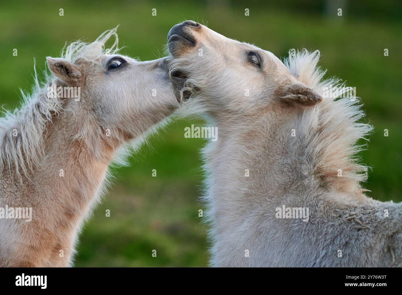 i pony bianchi con i bangs giocano in un prato verde durante una bella giornata e il sole al tramonto Foto Stock